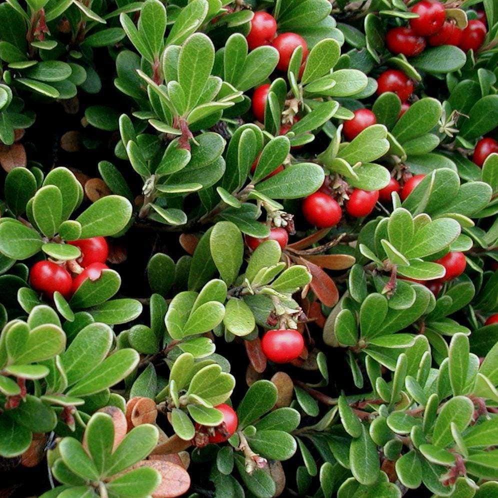 Kinnikinnick/Bearberry, Massachusetts