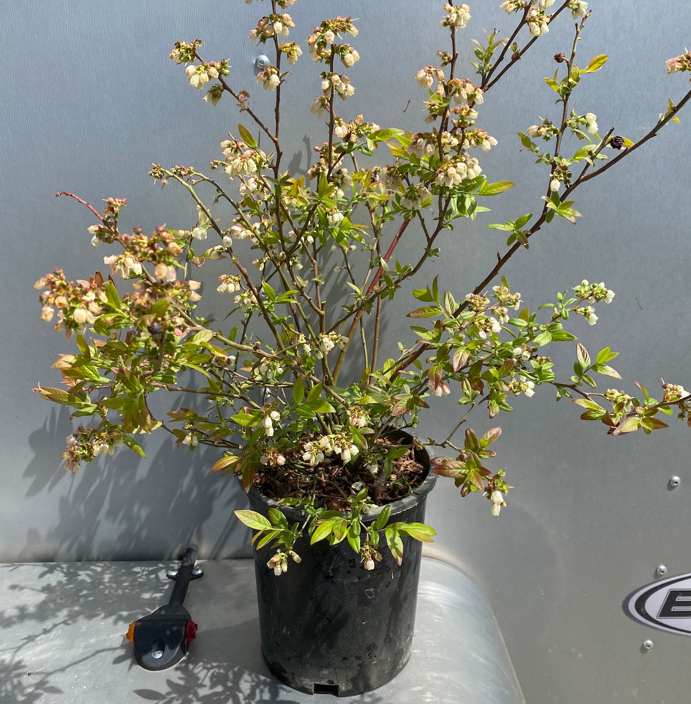 Blueberry, Wild Lowbush