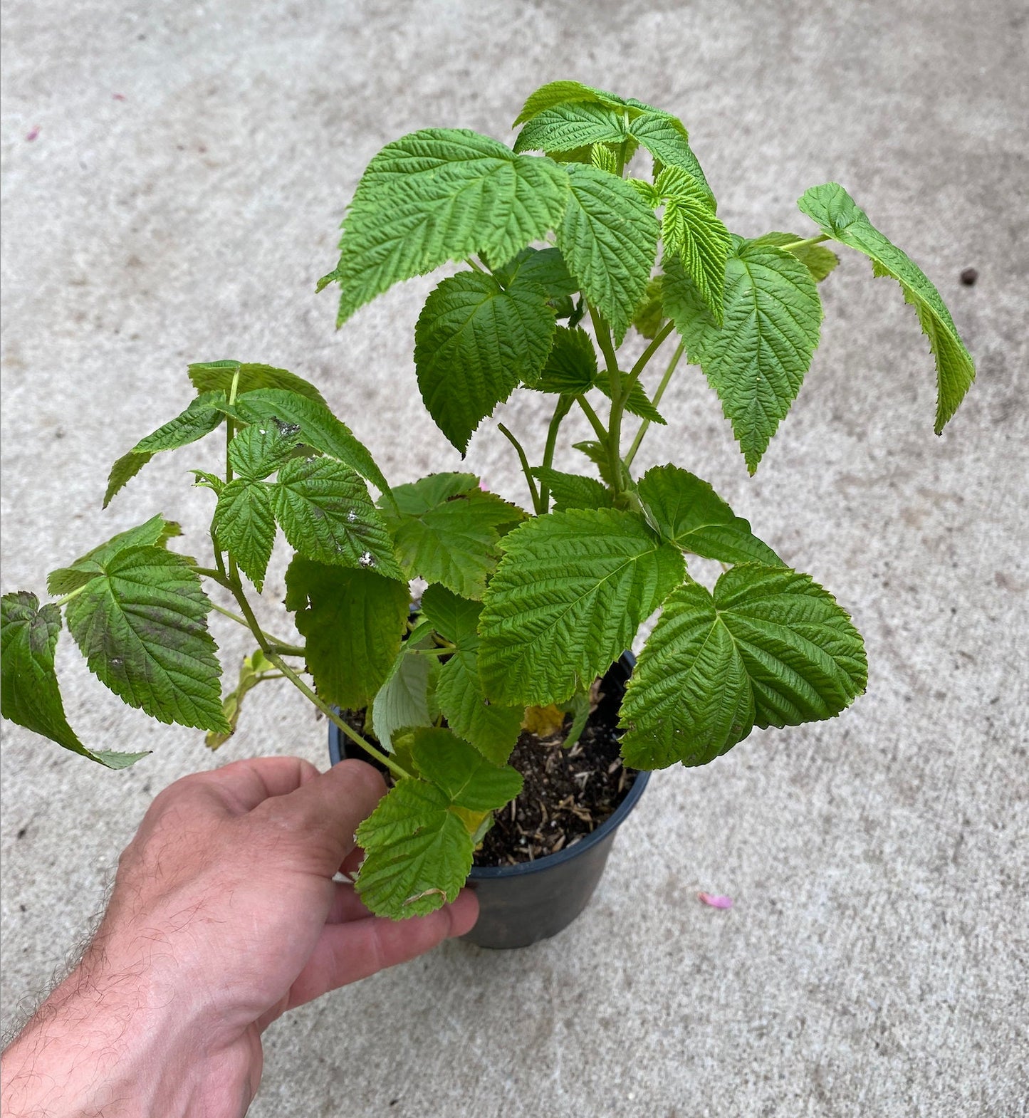 Raspberry, Red 'Heritage'