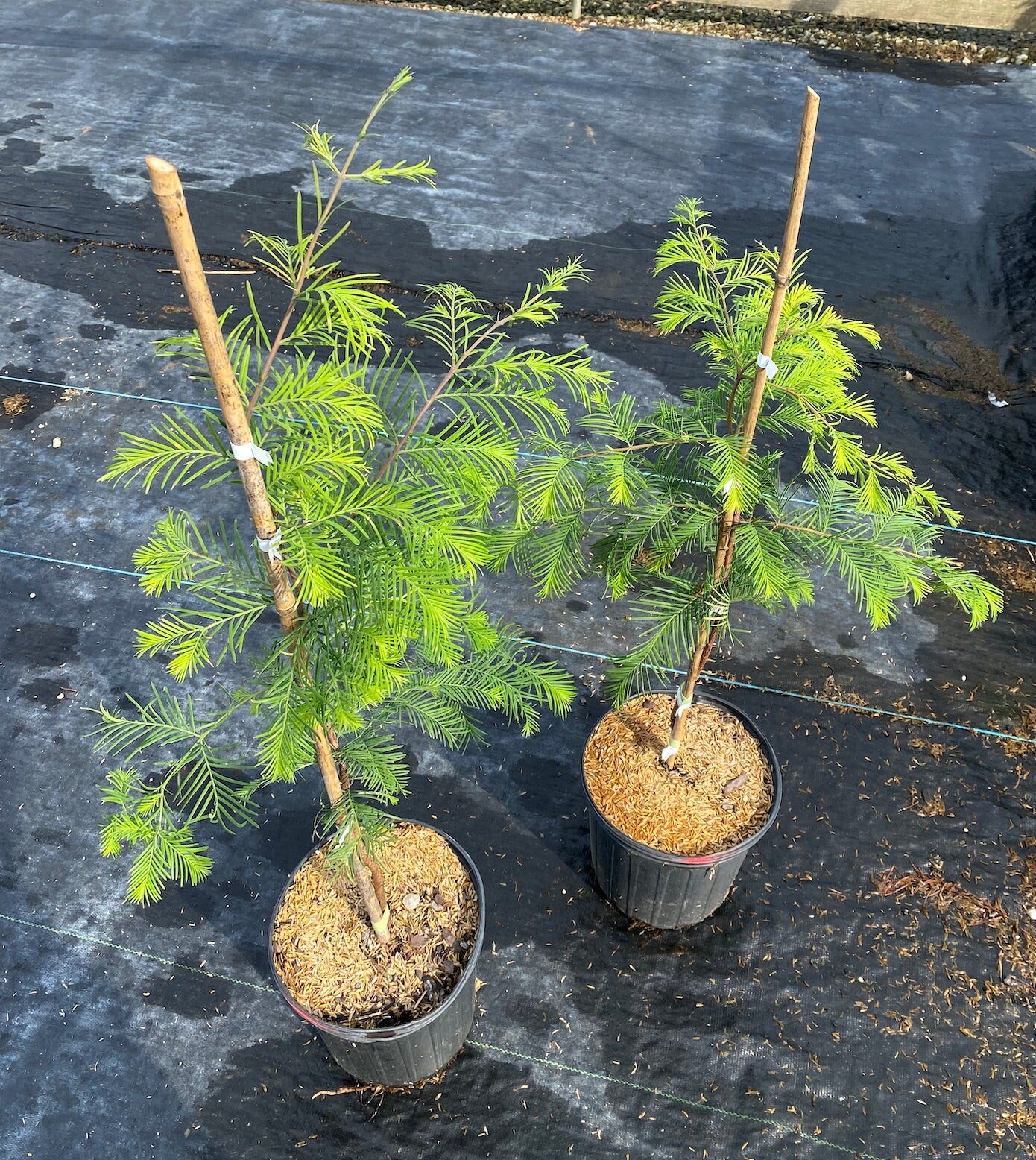 Dawn Redwood (Metasequoia glyptostroboides)