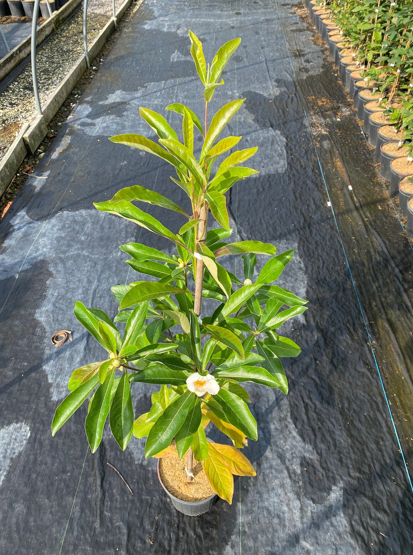 Franklin Tree (Franklinia alatamaha)