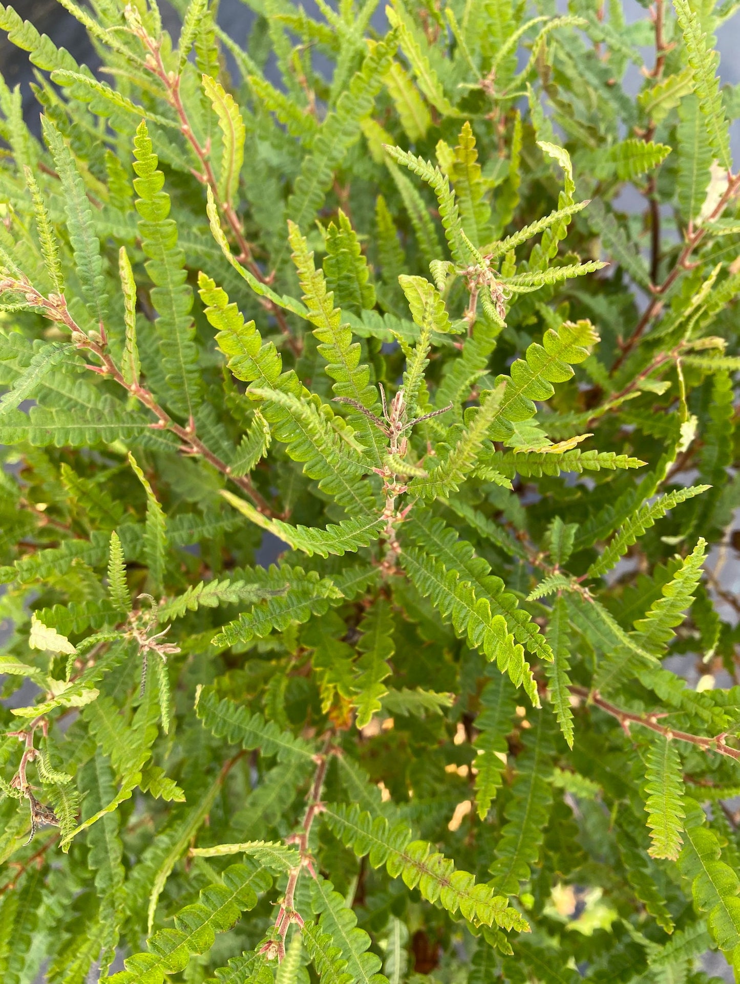 Sweet Fern (Comptonia peregrina)