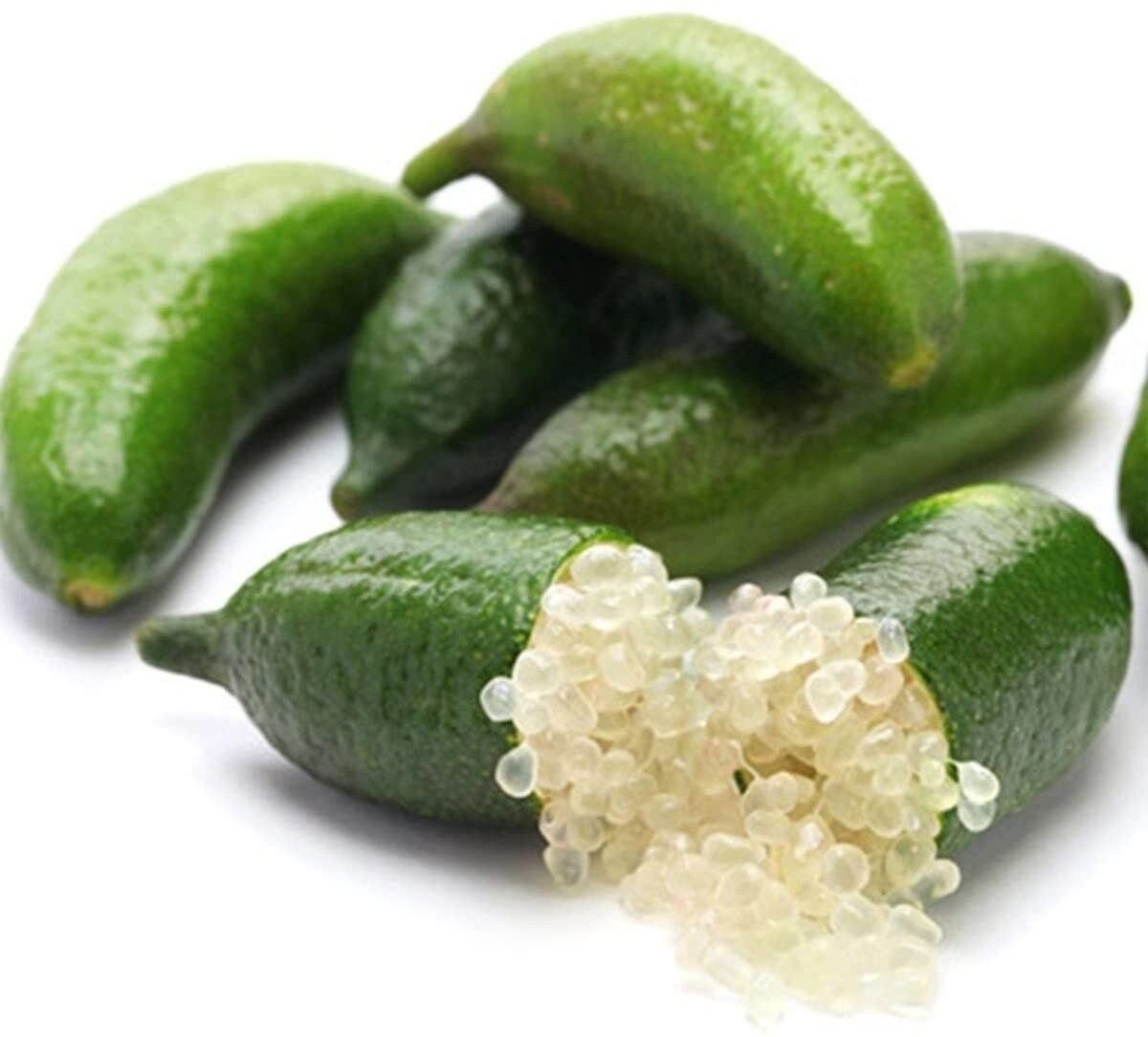 Australian Finger Lime (Citrus australasica)