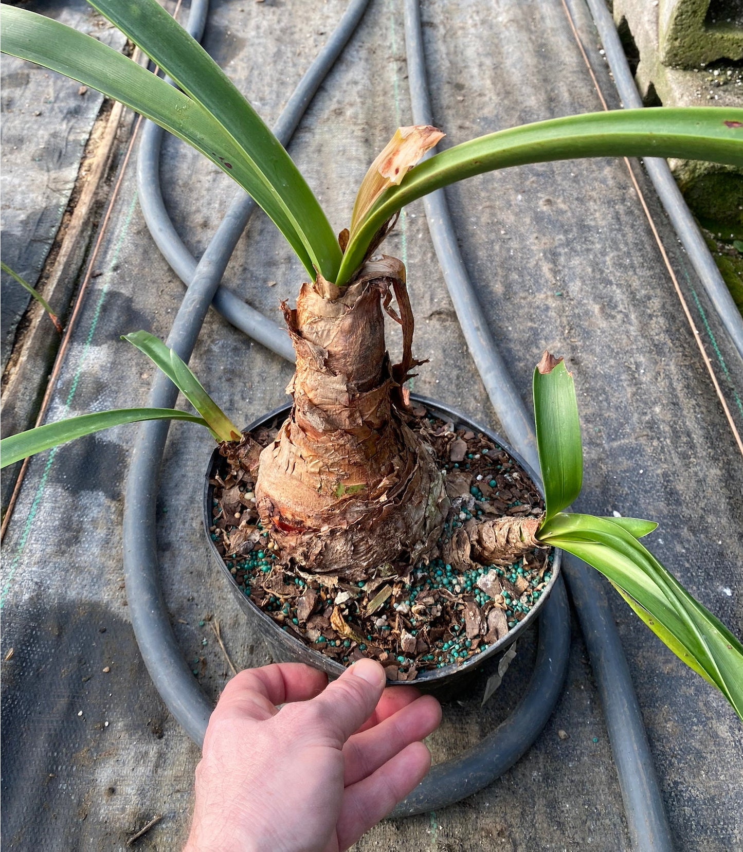 Butterfly Amaryllis (Hippeastrum papilio)