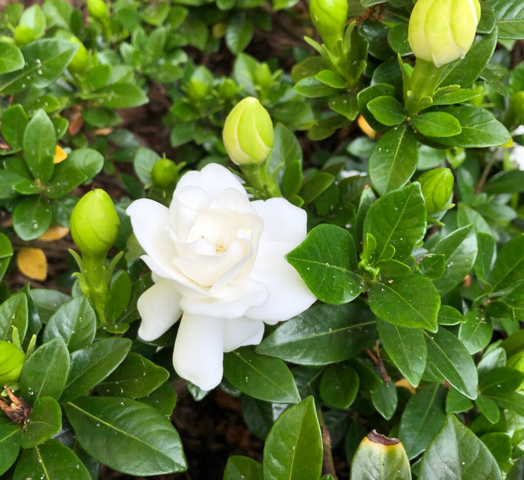 Gardenia, Crown Jewel