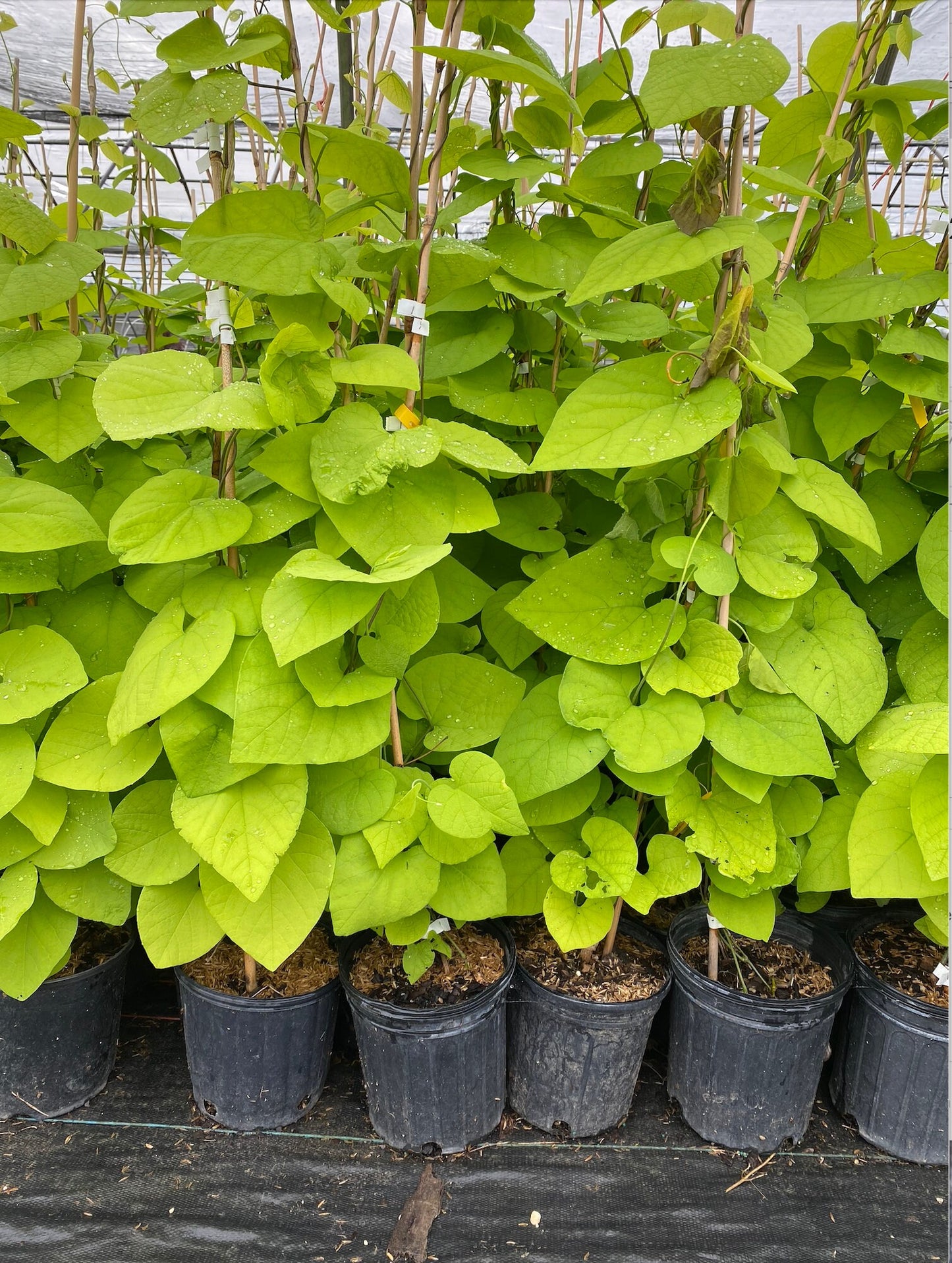 Dutchman's Pipe (Aristolochia macrophylla)