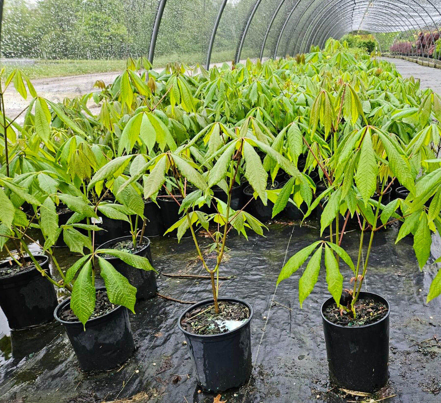 Bottlebrush Buckeye (Aesculus parviflora)