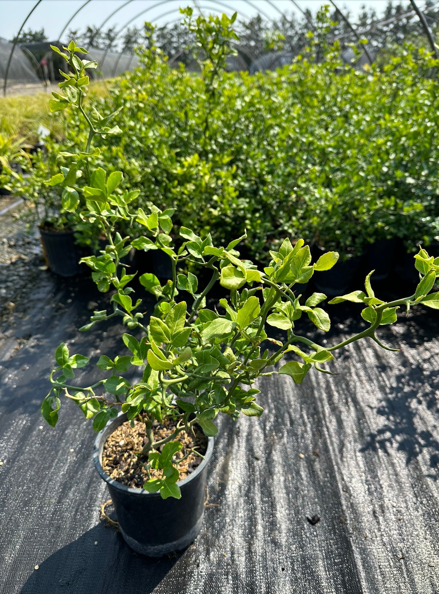 Hardy Orange (Poncirus trifoliata 'Flying Dragon')