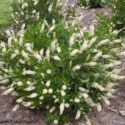 Summersweet (Clethra alnifolia)