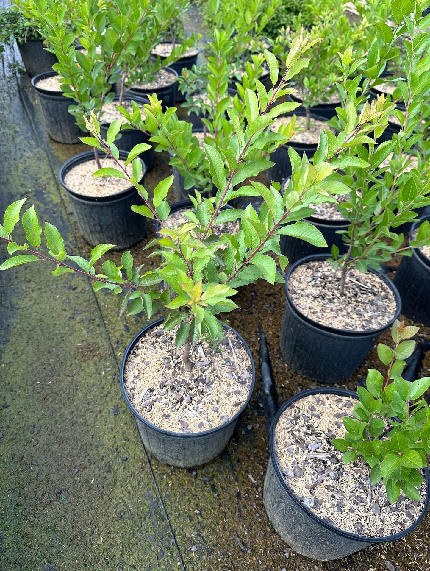 Beach Plum (Prunus maritima)