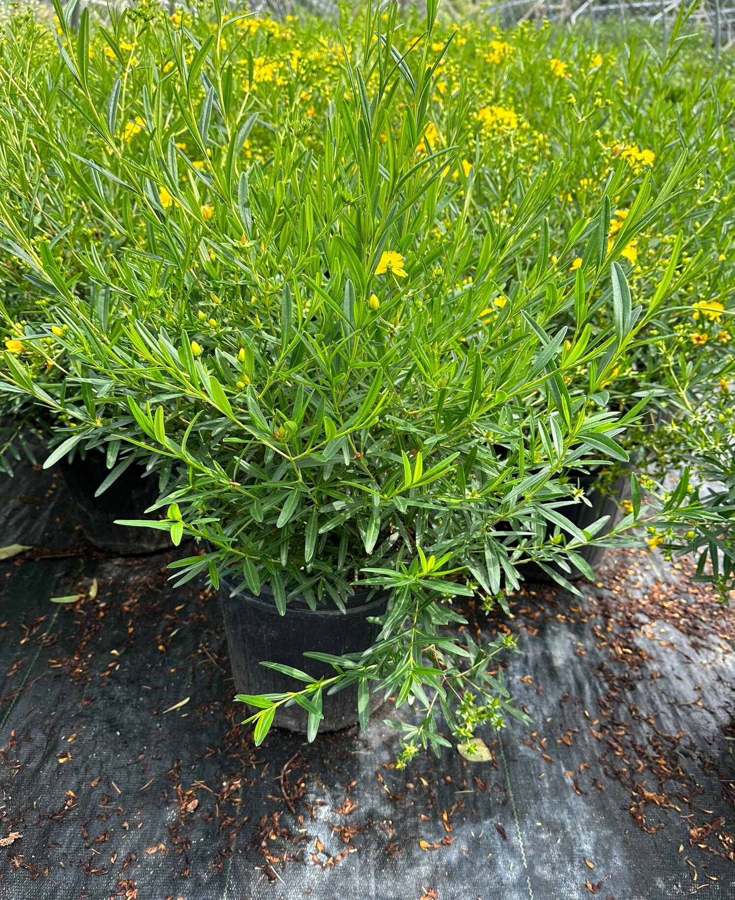 Kalm's St. Johns Wort (Hypericum kalmianum)