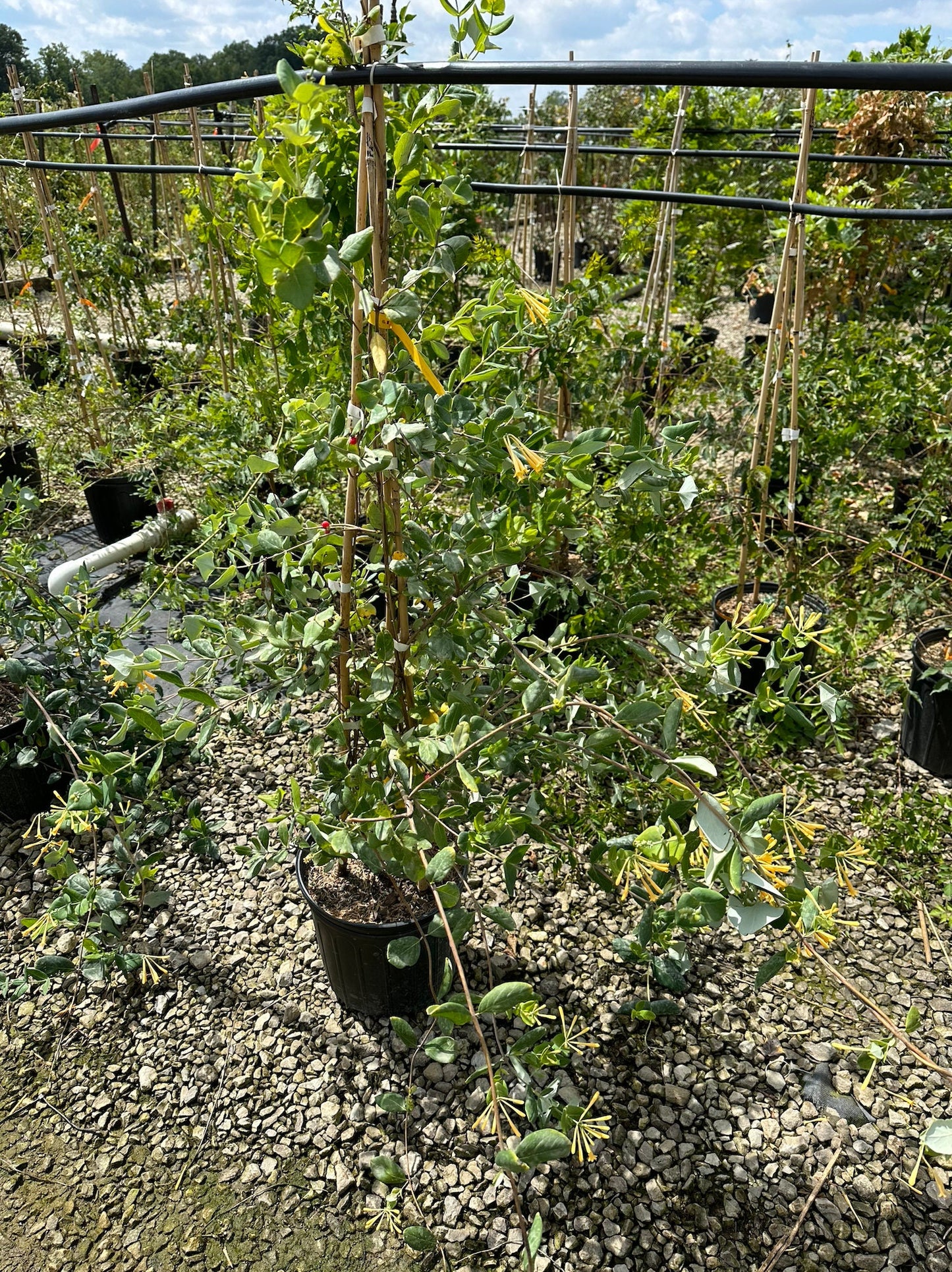 Coral Honeysuckle, 'John Clayton' (Lonicera sempervirens f. sulphurea 'John Clayton')