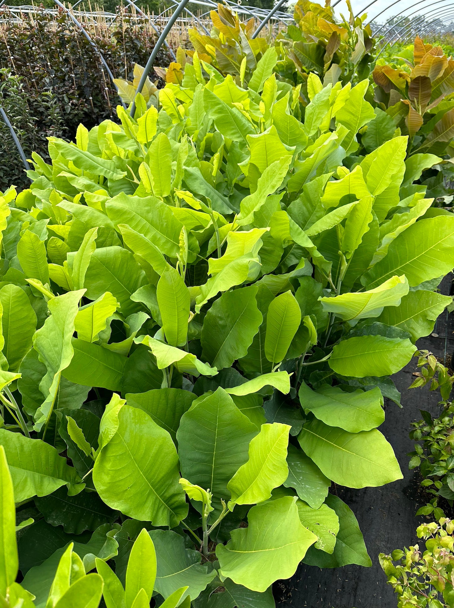 Magnolia, Bigleaf (Magnolia macrophylla)