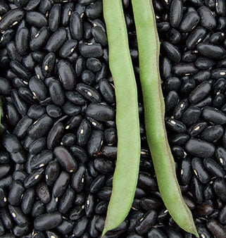 Bean, Cherokee Trail of Tears