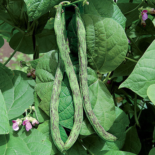 Pole Bean, Rattlesnake