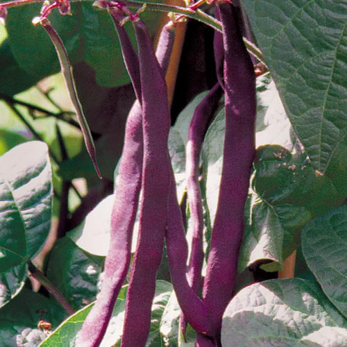 Pole Bean, Purple Podded