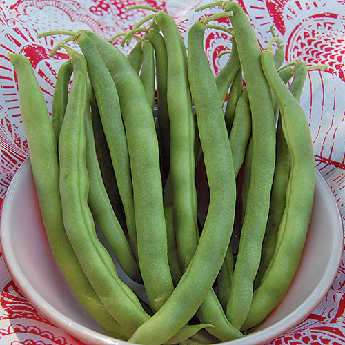 Bush Bean, Kentucky Wonder