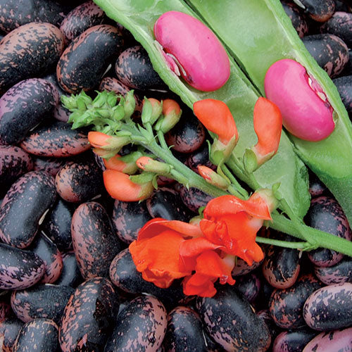 Pole Bean, Scarlet Runner
