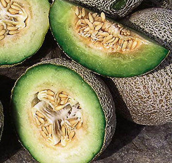 Melon, Green Nutmeg