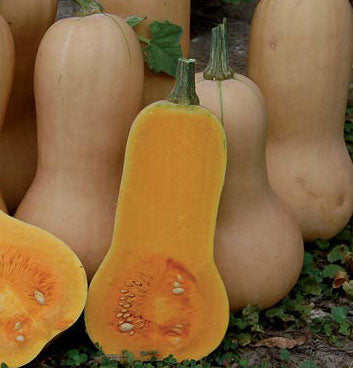 Squash, Waltham Butternut