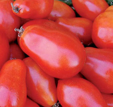 Tomato, Martino’s Roma