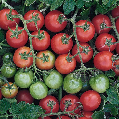 Tomato, Tommy Toe Tomato