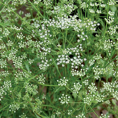 Anise (Pimpinella anisum)
