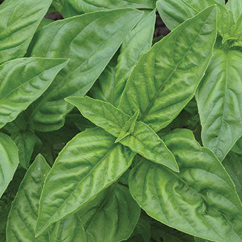 Basil, Genovese