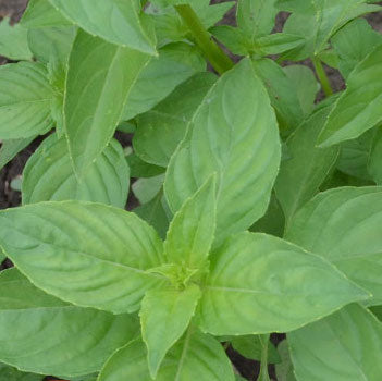 Basil, Lemon