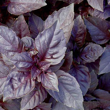 Basil, Purple Dark Opal