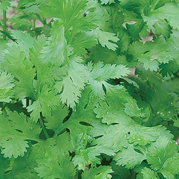 Cilantro/Coriander (Coriandrum sativum)