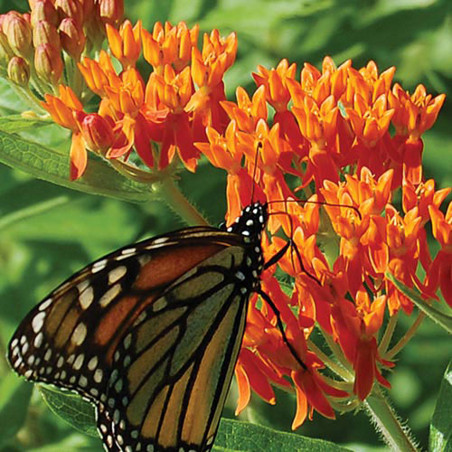 Milkweed, Butterfly Weed (Asclepias tuberosa)