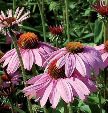 Echinacea purpurea, Tennessee Purle Coneflower