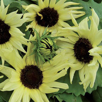 Sunflower - Italian White