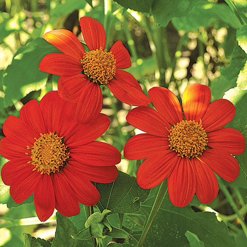 Sunflower - Red Torch