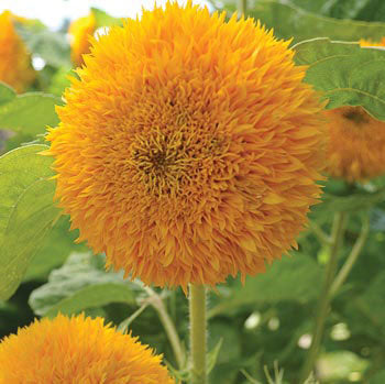 Sunflower - Teddy Bear