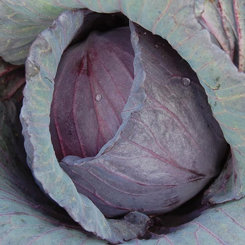 Cabbage, Mammoth Red