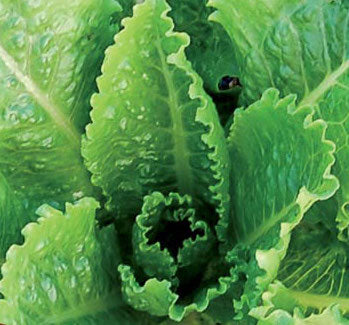 Lettuce, Crisp Mint
