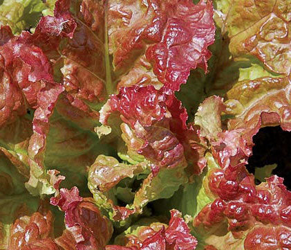 Lettuce, Flame