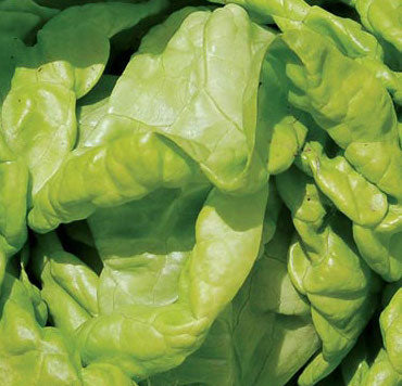 Lettuce, Tennis Ball