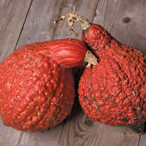 Squash, Golden Hubbard - Winter