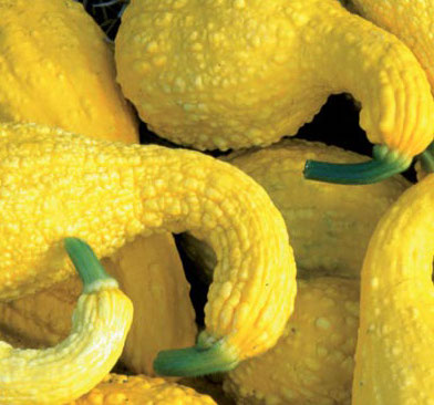Squash, Crookneck - Summer
