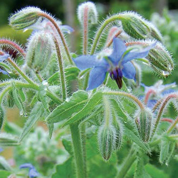 Borage (Borago officinalis)
