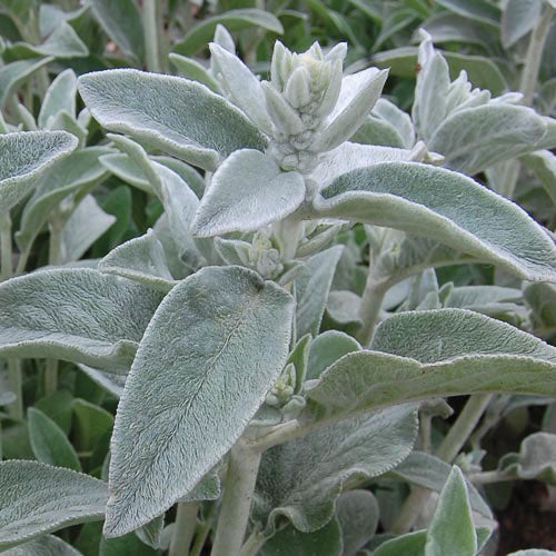 Lamb's Ears (Stachys lanata)