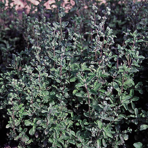 Marjoram (Origanum majorana)