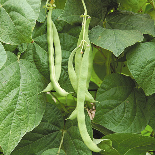 Pole Bean, Kentucky Wonder