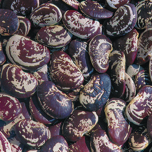 Bean, Christmas Lima