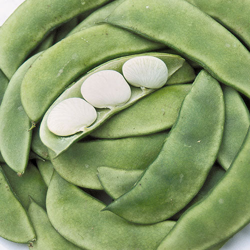 Bush Bean, Henderson's Lima