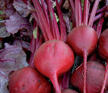 Beet, Bull's Blood