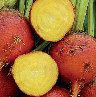 Beet, Golden